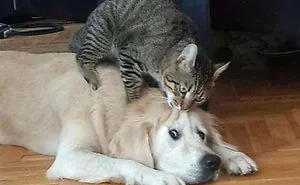 40 Hilarious Photos Of Cats Being The Biggest Jerks To Dogs