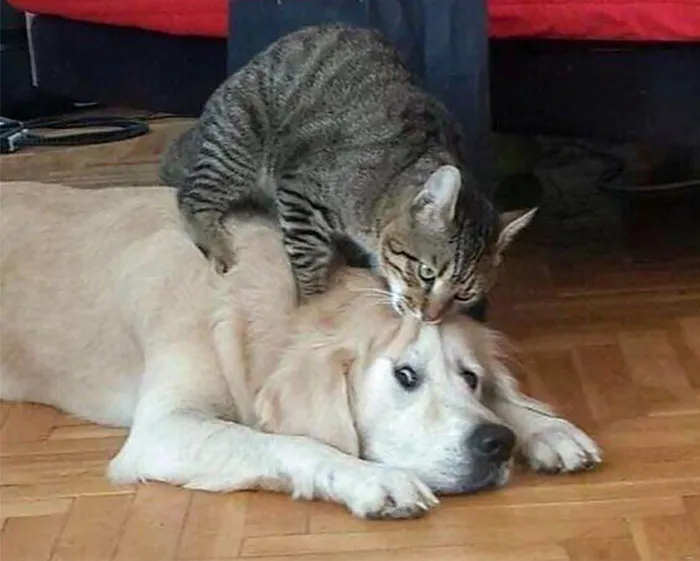 Poor Dog
