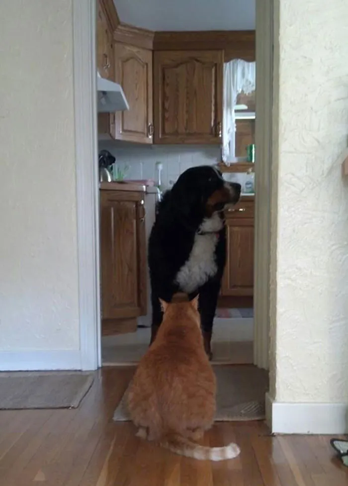 My Big Dog Won't Pass The Cat Or Even Make Eye Contact For That Matter