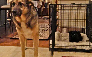 40 Hilarious Photos Of Cats Being The Biggest Jerks To Dogs