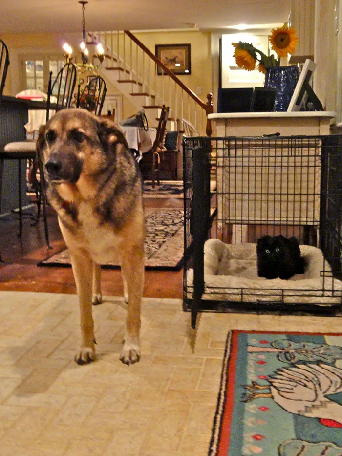 My Cat Thinks He's A Dog. And My Dog Is Unamused