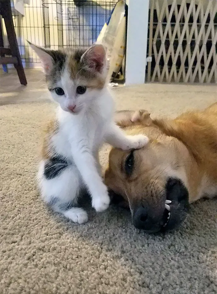 Send Me The Catnip And The Dog Lives