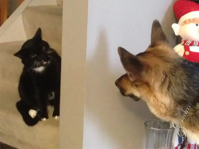 Cuando mi gato y mi perro se conocieron