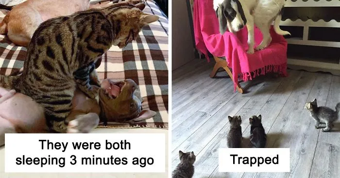 40 Hilarious Photos Of Cats Being The Biggest Jerks To Dogs