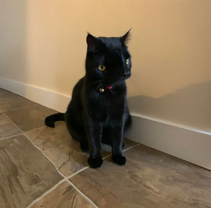 Intenté tomarle una bonita foto panorámica a mi gata, pero se movió