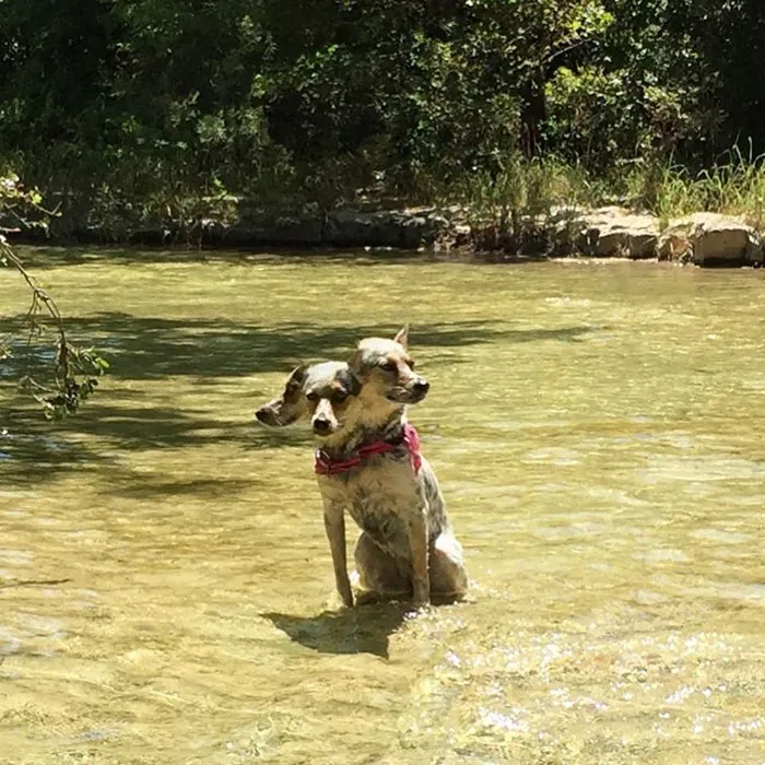 The Dog Moved While Taking A Panorama Picture And Now He's Cerberus
