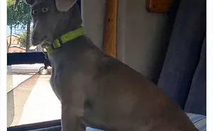 40 Funniest Animal Fails Caught When Taking Panoramas (New Pics)