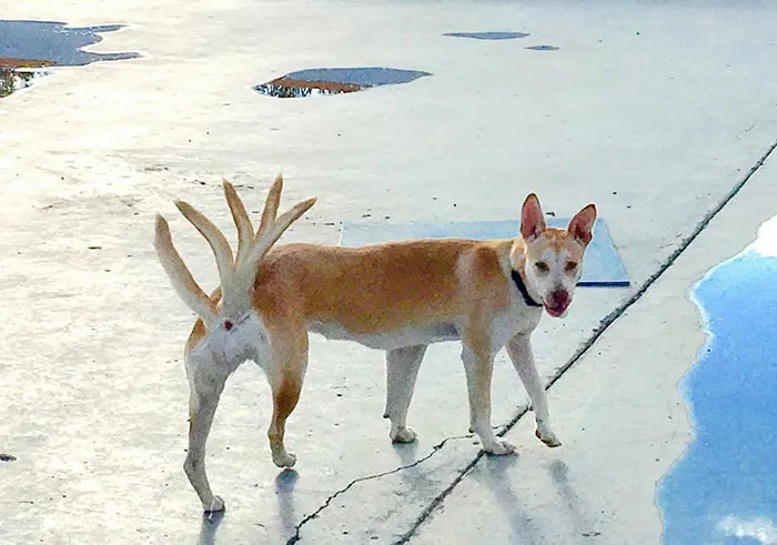 Happy Mutant Doggy