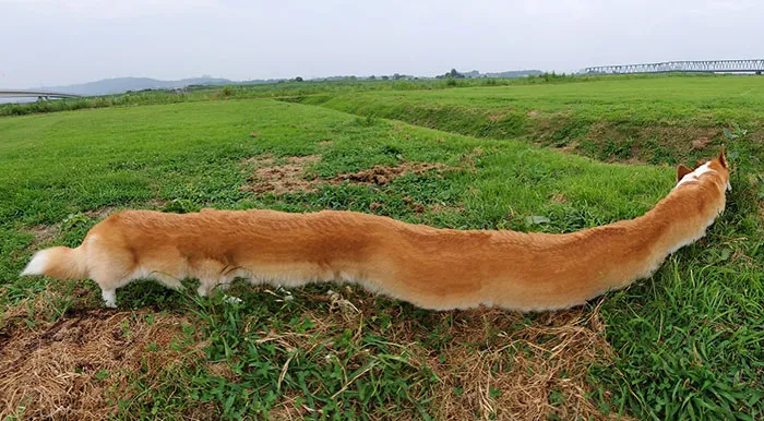 Welsh Corgi Limousine