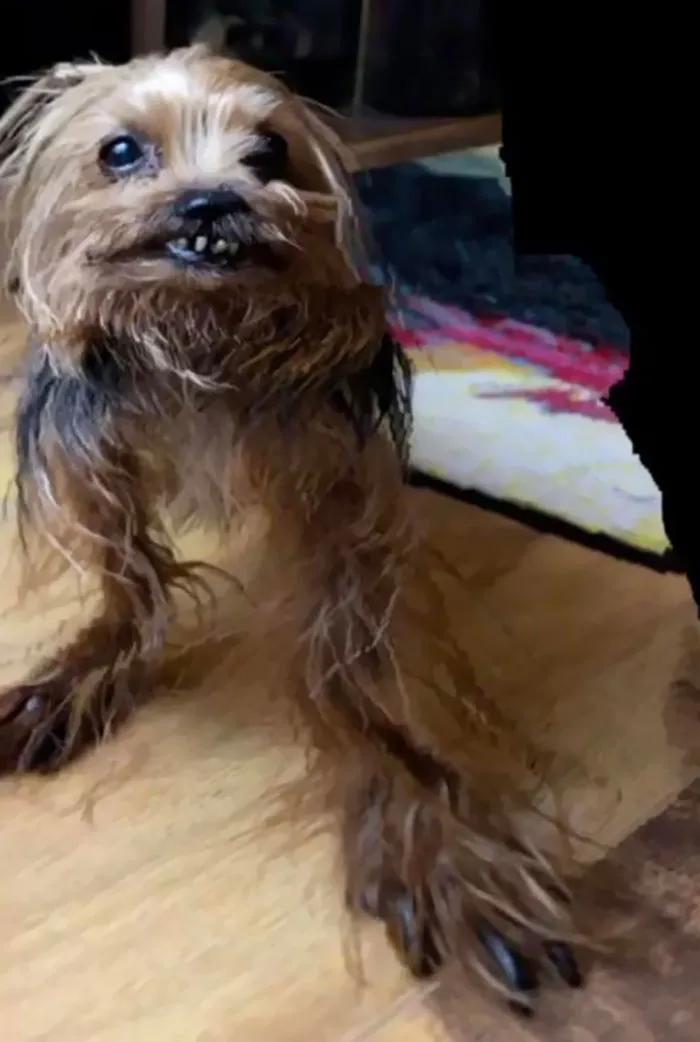 There Was An Attempt To Make A Panorama Picture Of A Dog