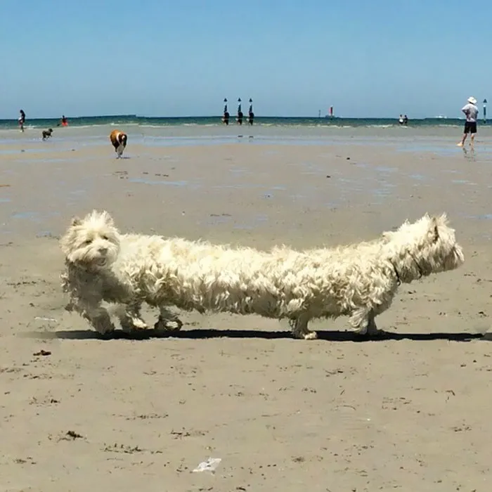 Monstruo de dos cabezas