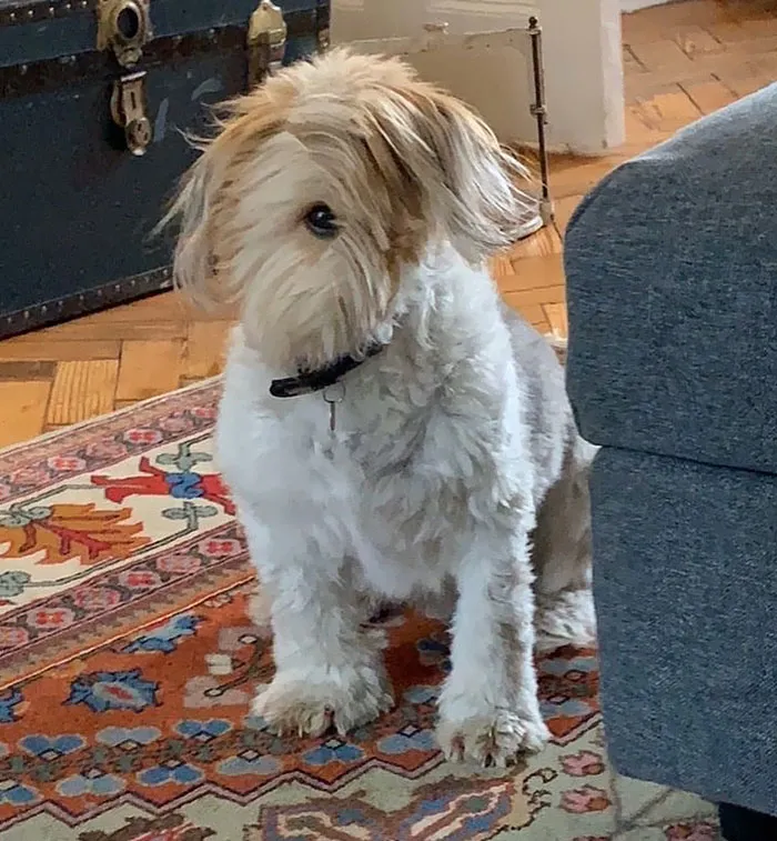 Cybork’s Abilities: Scan For Chicken, Scan For Angery Cat, Scan For Pocket Snack, Scan For Jellybean, Scan For Trickery, Scan For Hairy Stranger Leaving Message On Grass