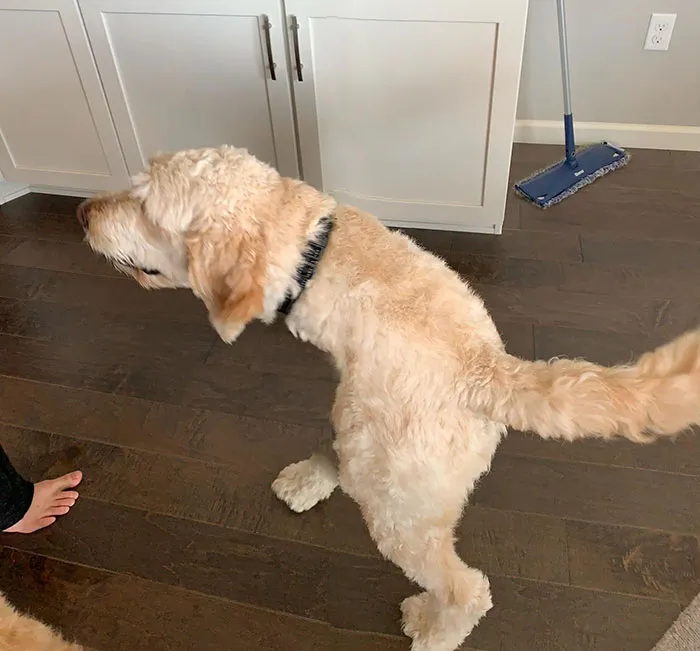 Mi perro entró mientras tomaba una panorámica 
