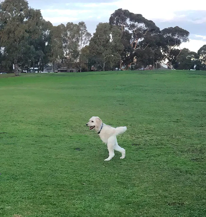 My Friend Was Trying To Take A Cute Panorama With His Dog