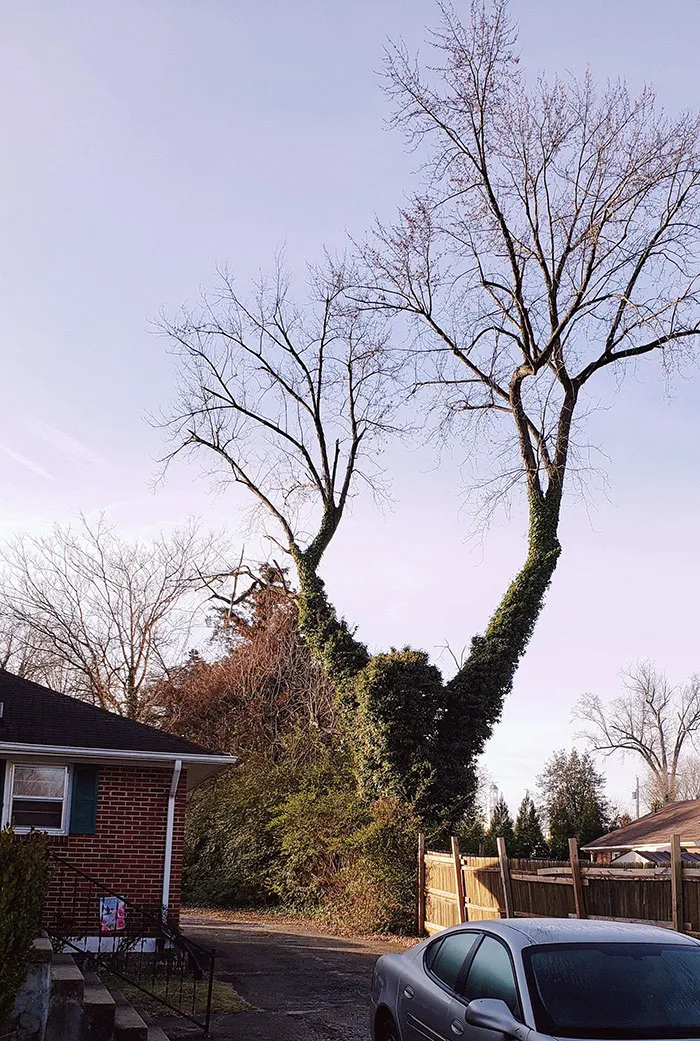 This Tree Looks Like Swamp Thing