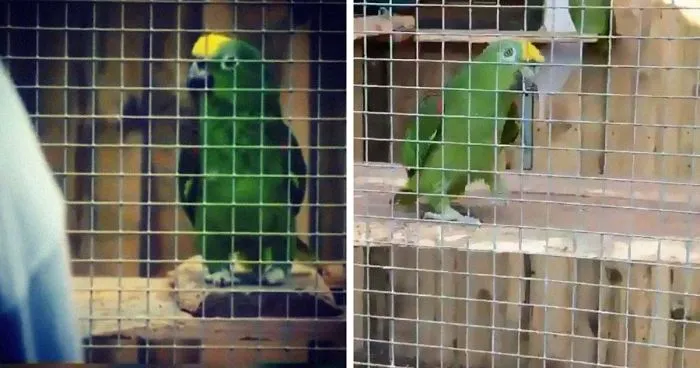 Parrot Singing Beyoncé's "If I Were A Boy" Goes Viral And It's Really Wholesome