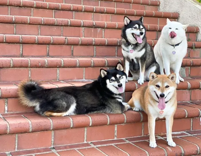 'We All Have This Friend': Shiba Inu Goes Viral For Constantly Ruining Group Pics