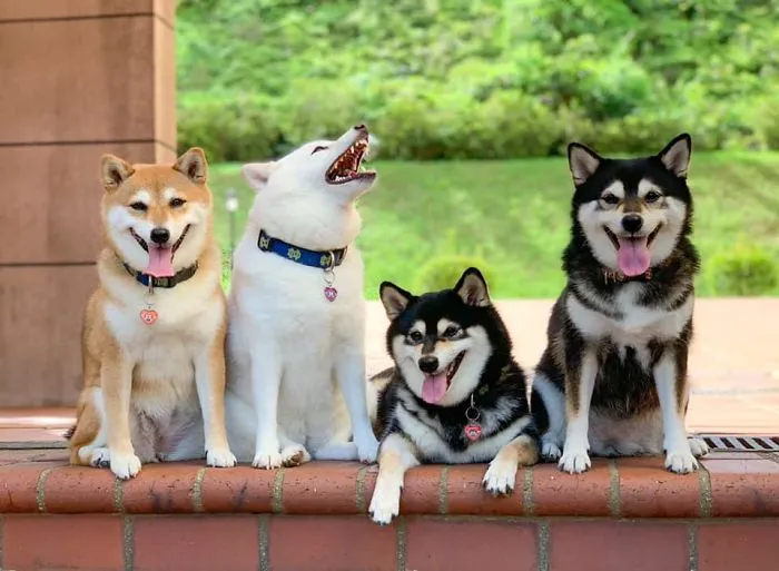 Este shiba inu se vuelve viral por "arruinar" constantemente las fotos en grupo