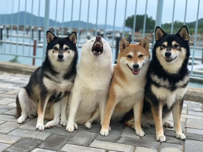 Este shiba inu se vuelve viral por "arruinar" constantemente las fotos en grupo