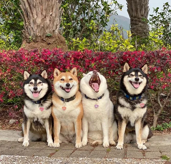 Este shiba inu se vuelve viral por "arruinar" constantemente las fotos en grupo