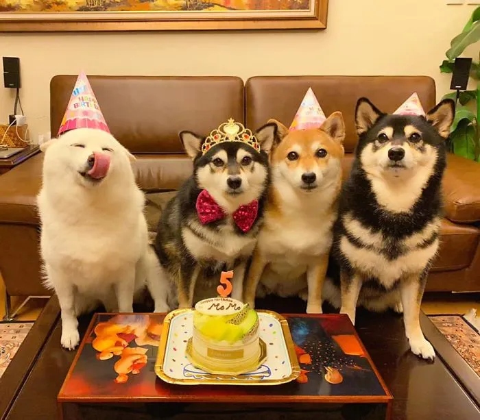 Este shiba inu se vuelve viral por "arruinar" constantemente las fotos en grupo
