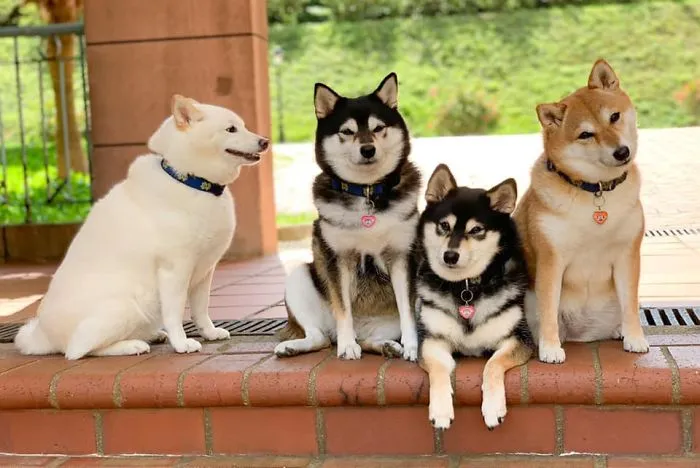 Este shiba inu se vuelve viral por "arruinar" constantemente las fotos en grupo