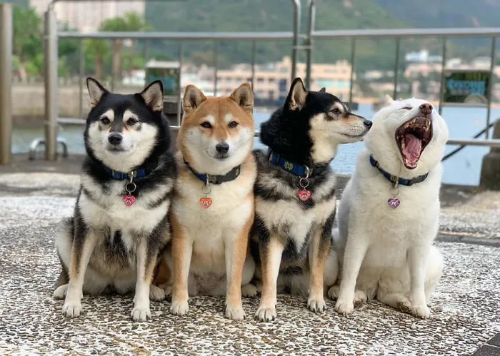 'We All Have This Friend': Shiba Inu Goes Viral For Constantly Ruining Group Pics