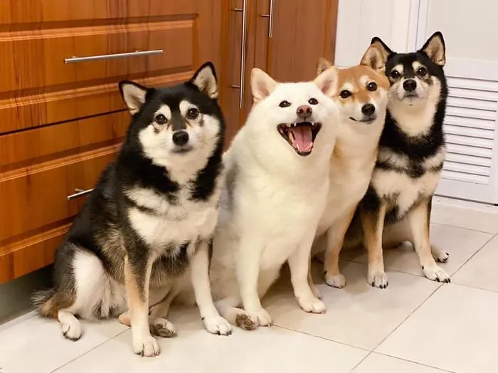 Este shiba inu se vuelve viral por "arruinar" constantemente las fotos en grupo