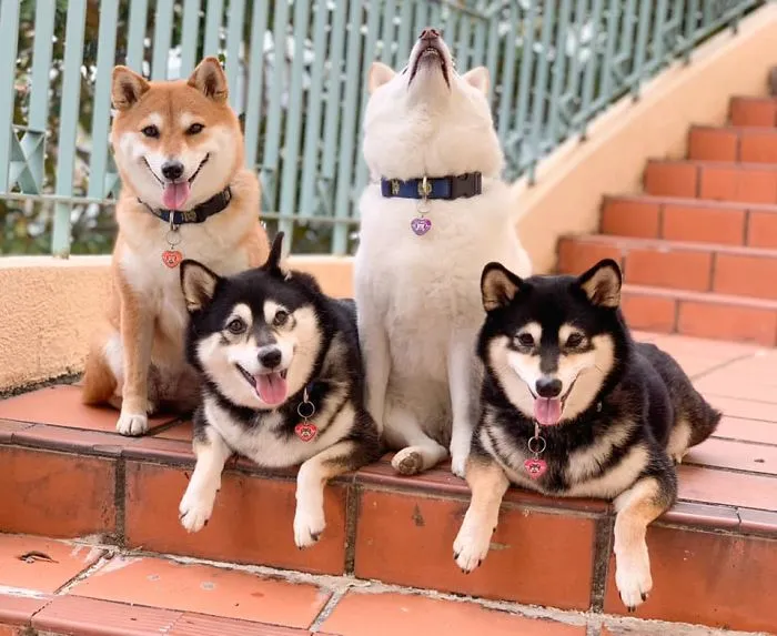 Este shiba inu se vuelve viral por "arruinar" constantemente las fotos en grupo