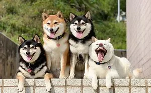'We All Have This Friend': Shiba Inu Goes Viral For Constantly Ruining Group Pics
