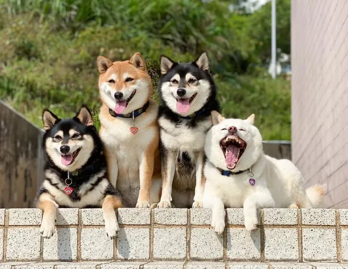 Este shiba inu se vuelve viral por "arruinar" constantemente las fotos en grupo