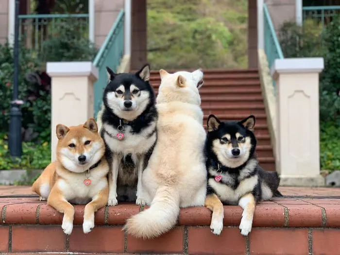Este shiba inu se vuelve viral por "arruinar" constantemente las fotos en grupo