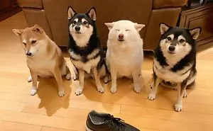 'We All Have This Friend': Shiba Inu Goes Viral For Constantly Ruining Group Pics