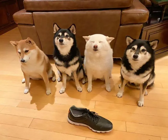 Funny-Photobombing-Shiba-Inu-Dog-Photos