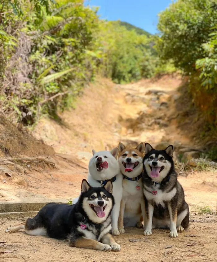 Este shiba inu se vuelve viral por "arruinar" constantemente las fotos en grupo