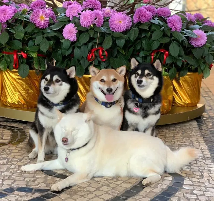 Este shiba inu se vuelve viral por "arruinar" constantemente las fotos en grupo