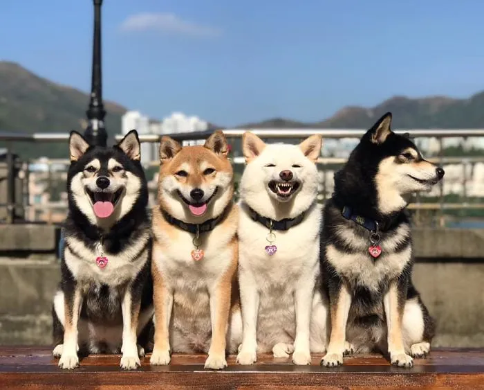 'We All Have This Friend': Shiba Inu Goes Viral For Constantly Ruining Group Pics