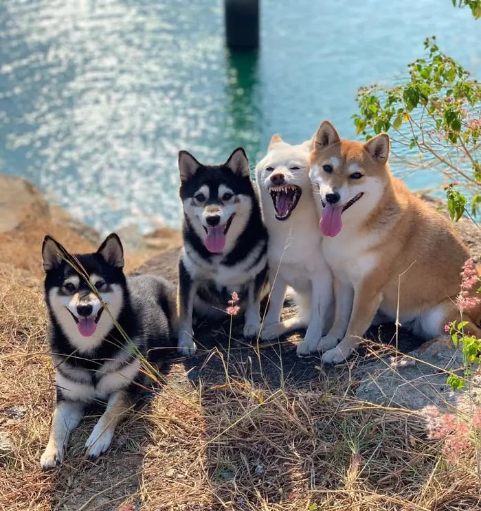 Este shiba inu se vuelve viral por "arruinar" constantemente las fotos en grupo