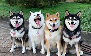 'We All Have This Friend': Shiba Inu Goes Viral For Constantly Ruining Group Pics