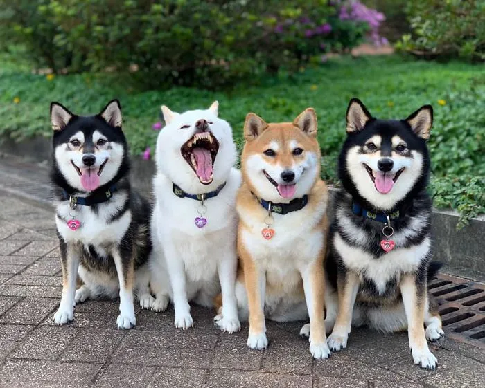 Funny-Photobombing-Shiba-Inu-Dog-Photos