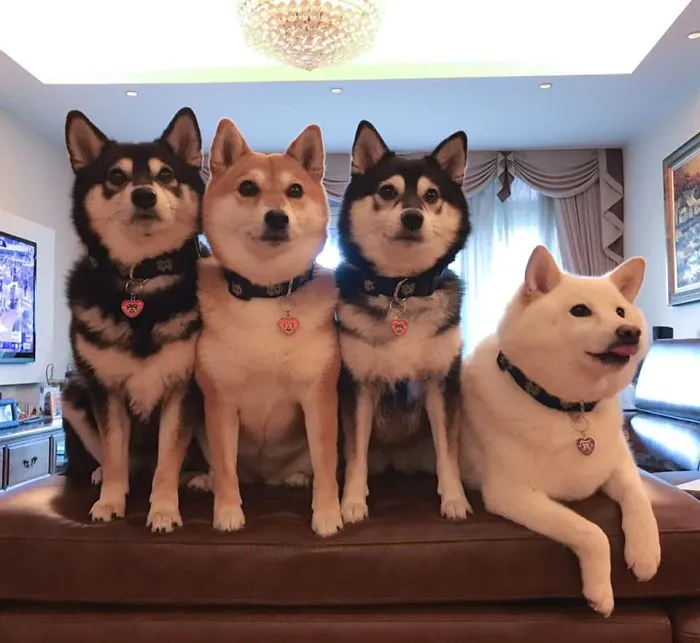 Este shiba inu se vuelve viral por "arruinar" constantemente las fotos en grupo