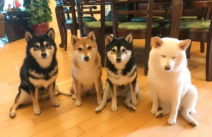 'We All Have This Friend': Shiba Inu Goes Viral For Constantly Ruining Group Pics