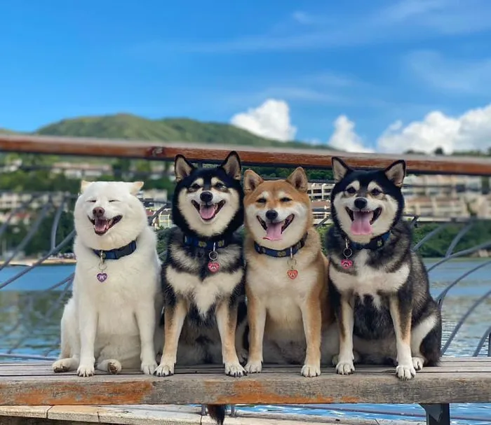 'We All Have This Friend': Shiba Inu Goes Viral For Constantly Ruining Group Pics