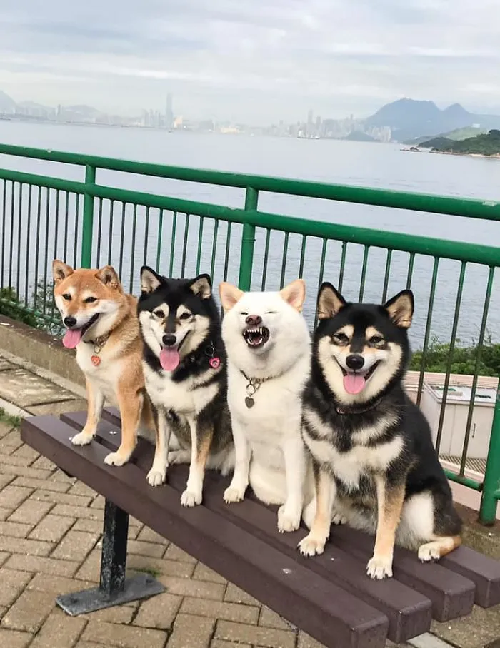 Este shiba inu se vuelve viral por "arruinar" constantemente las fotos en grupo