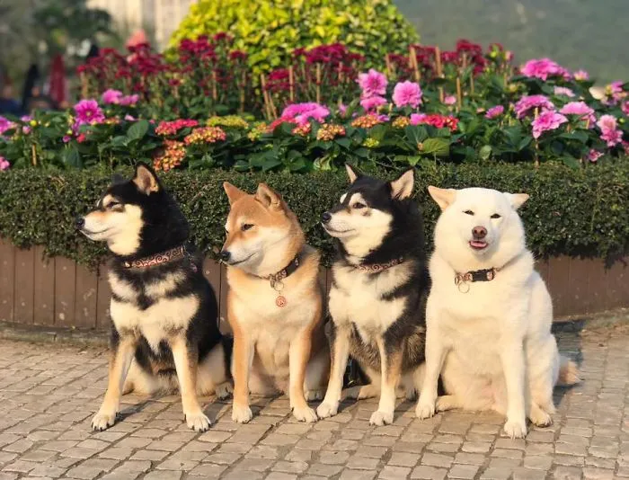 Este shiba inu se vuelve viral por "arruinar" constantemente las fotos en grupo