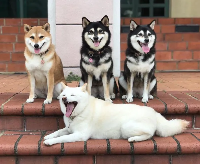 'We All Have This Friend': Shiba Inu Goes Viral For Constantly Ruining Group Pics
