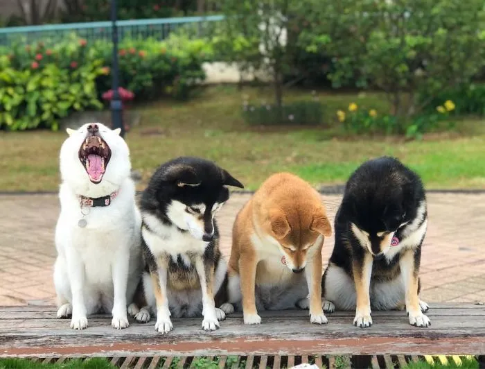 'We All Have This Friend': Shiba Inu Goes Viral For Constantly Ruining Group Pics