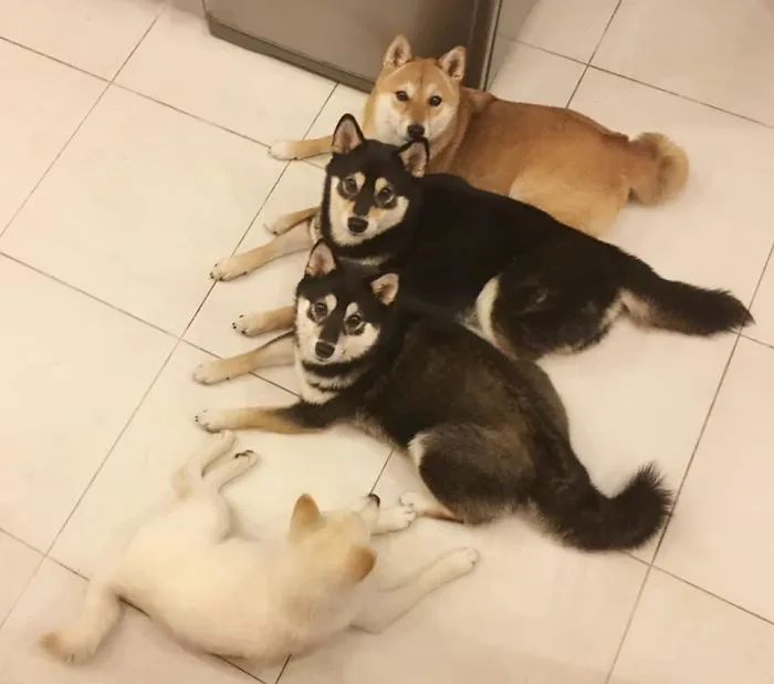Este shiba inu se vuelve viral por "arruinar" constantemente las fotos en grupo