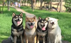 'We All Have This Friend': Shiba Inu Goes Viral For Constantly Ruining Group Pics