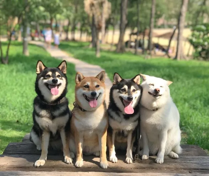 Este shiba inu se vuelve viral por "arruinar" constantemente las fotos en grupo